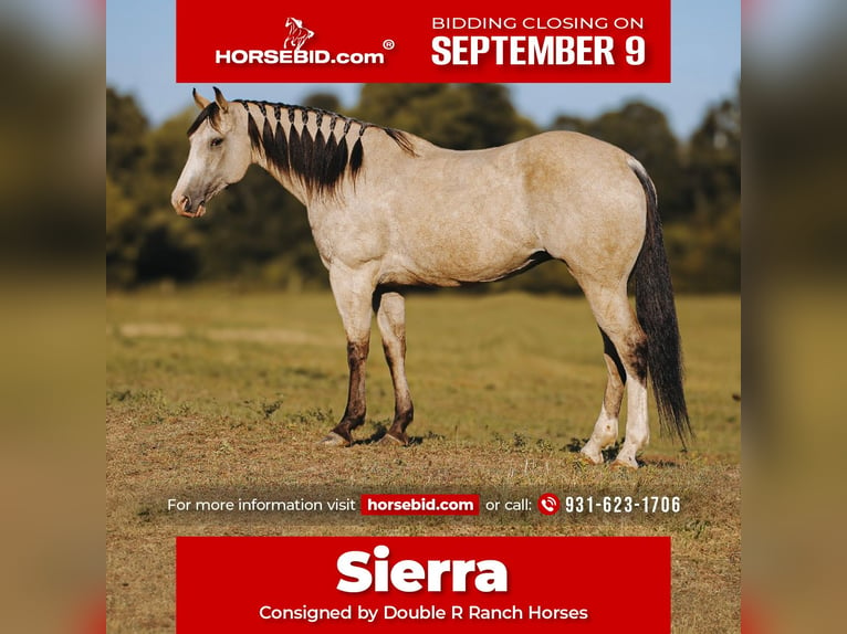 Quarter horse américain Jument 13 Ans 152 cm Buckskin in Lyles, TN