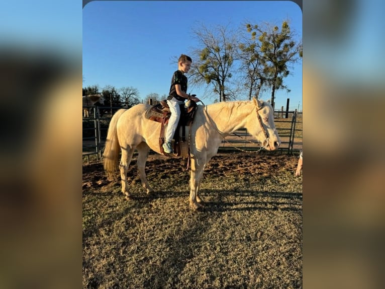 Quarter horse américain Jument 13 Ans 152 cm Cremello in Granbury