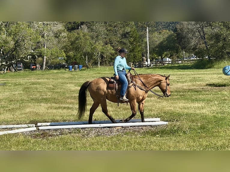 Quarter horse américain Jument 13 Ans 152 cm Isabelle in King City