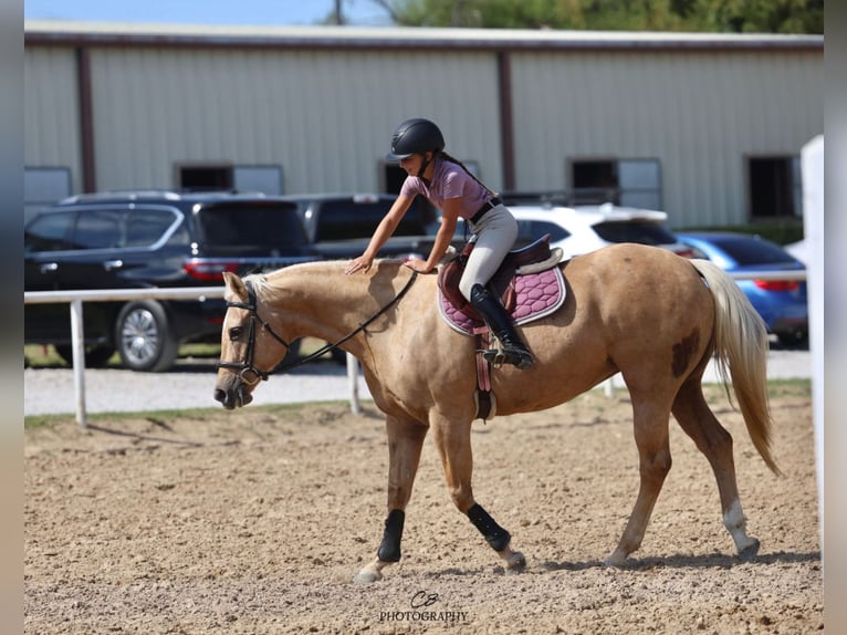 Quarter horse américain Jument 13 Ans 152 cm Palomino in Cleburne