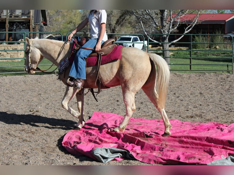 Quarter horse américain Jument 13 Ans 152 cm Palomino in Fort Collins Co