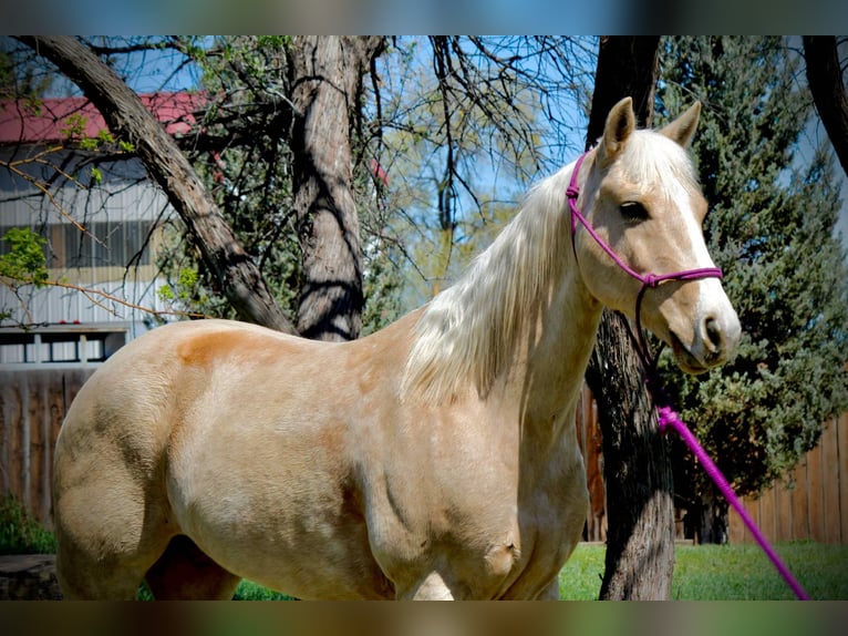 Quarter horse américain Jument 13 Ans 152 cm Palomino in Fort Collins Co