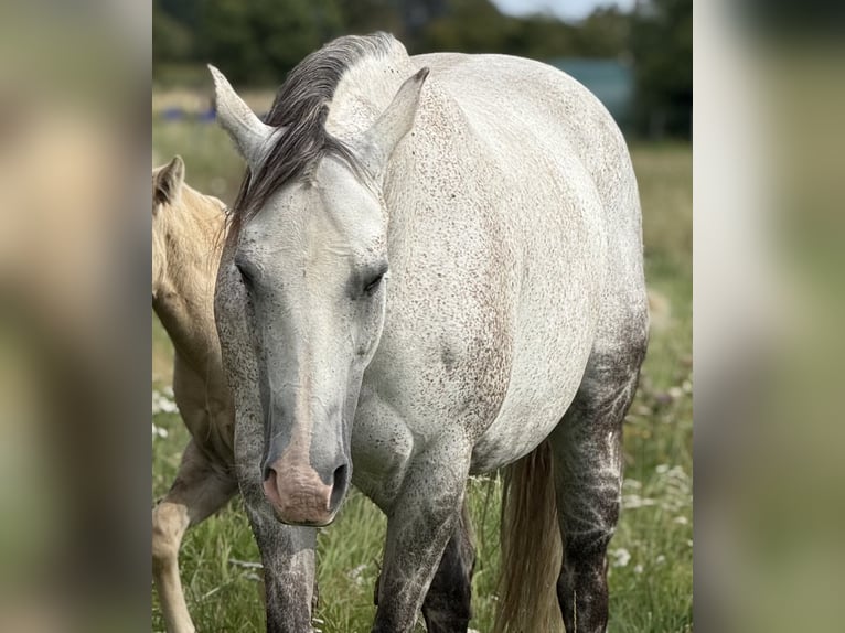 Quarter horse américain Jument 13 Ans 154 cm Gris pommelé in Rostock