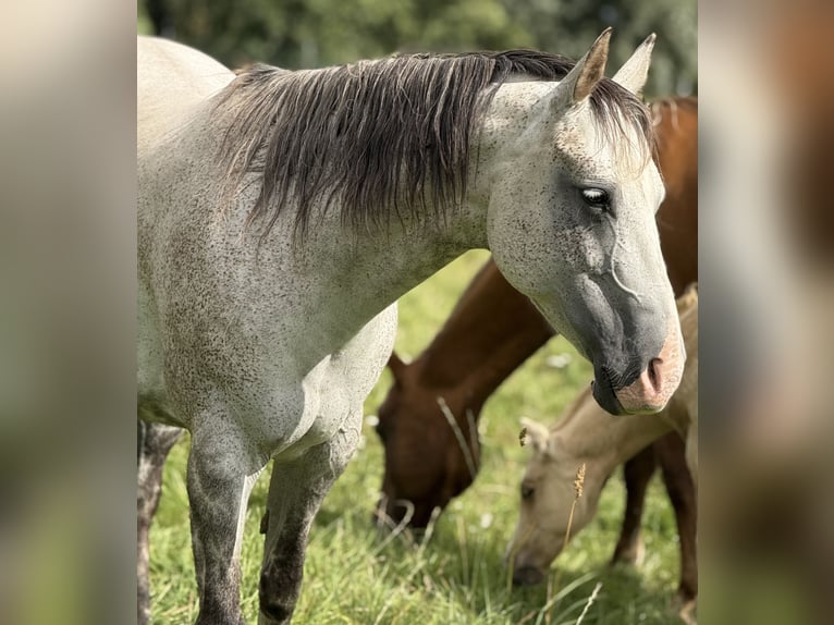 Quarter horse américain Jument 13 Ans 154 cm Gris pommelé in Rostock