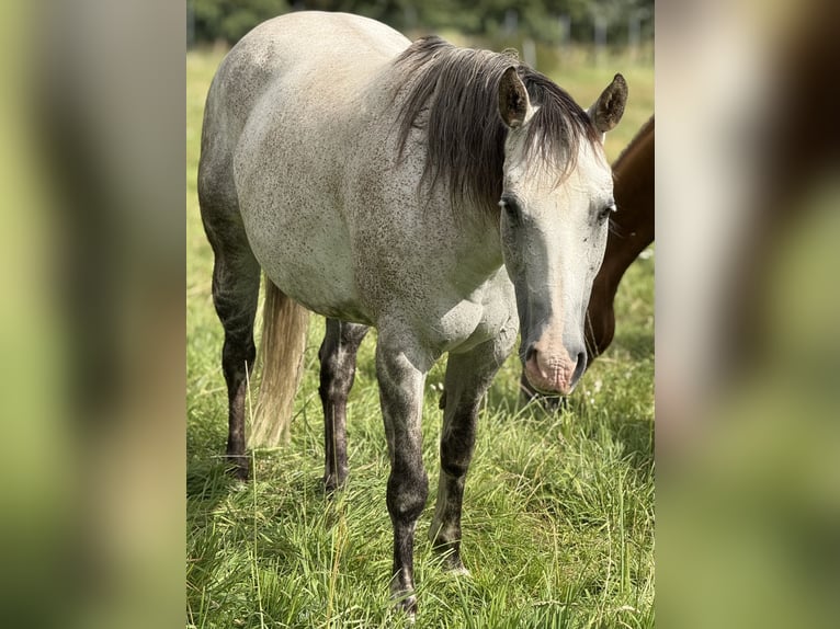 Quarter horse américain Jument 13 Ans 154 cm Gris pommelé in Rostock