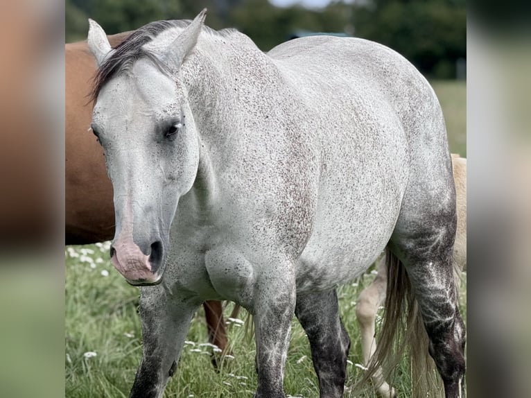 Quarter horse américain Jument 13 Ans 154 cm Gris pommelé in Rostock