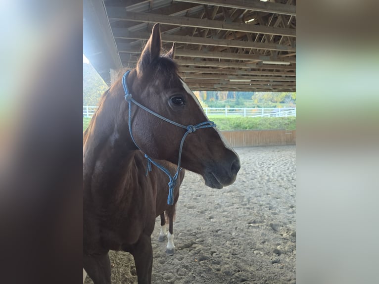 Quarter horse américain Jument 13 Ans 155 cm Alezan in Oberhofen am Irrsee Quarter horse américain Jument 13 Ans 155 cm Alezan in Oberhofen am Irrsee