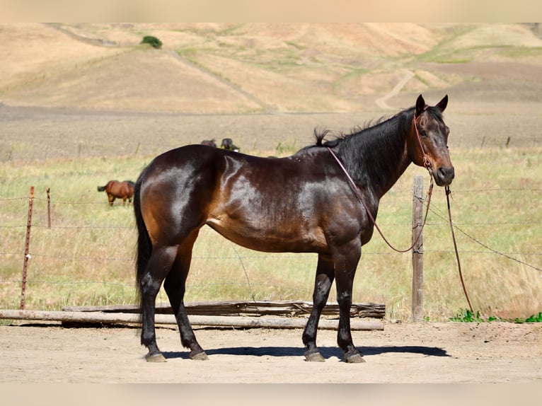 Quarter horse américain Jument 13 Ans 155 cm Bai in King City