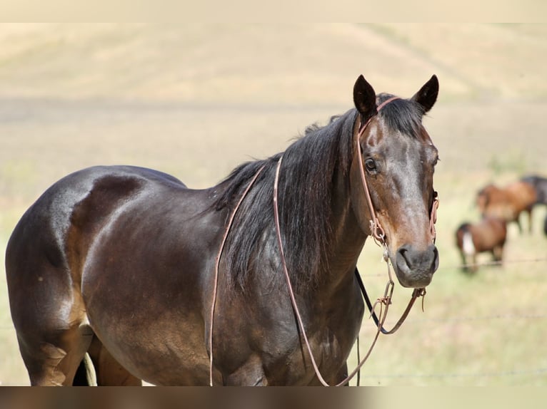 Quarter horse américain Jument 13 Ans 155 cm Bai in King City