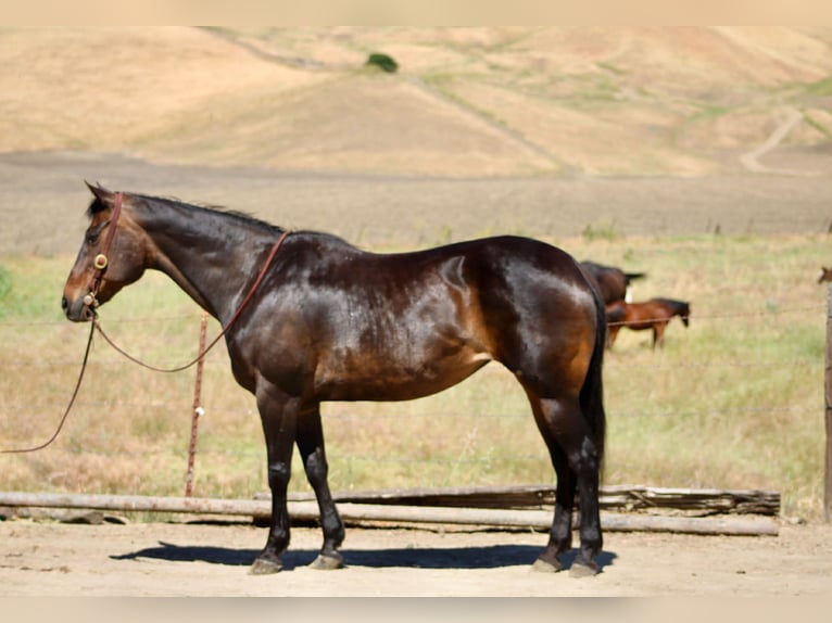 Quarter horse américain Jument 13 Ans 155 cm Bai in King City