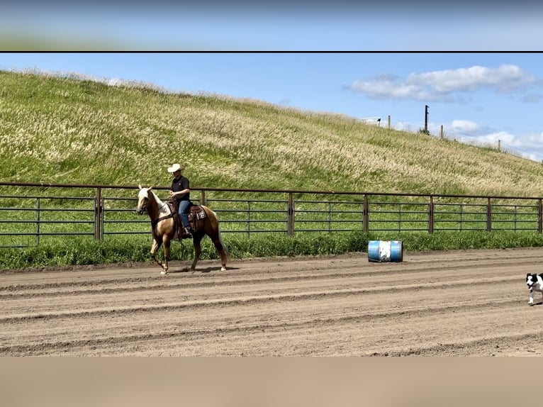 Quarter horse américain Jument 13 Ans 157 cm Palomino in Cannon Falls, MN