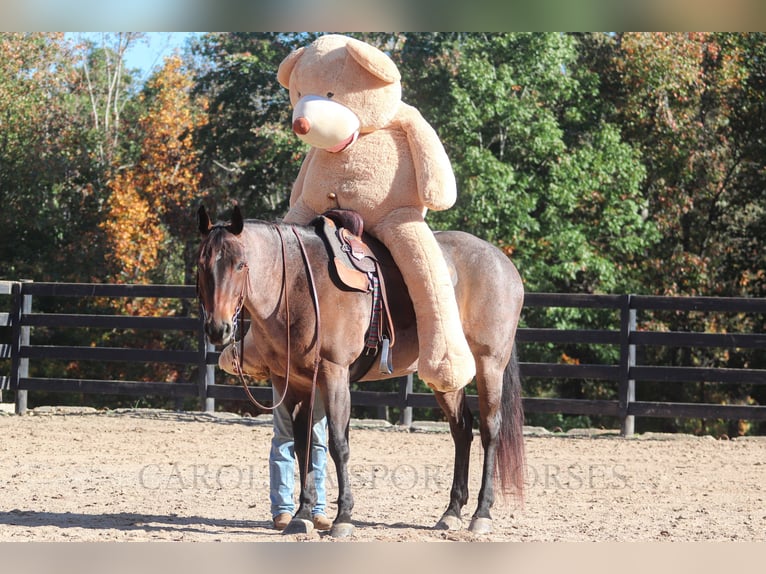 Quarter horse américain Jument 13 Ans 157 cm Roan-Bay in Clover