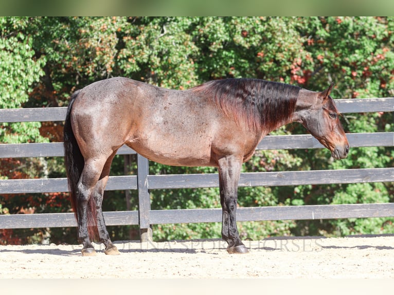 Quarter horse américain Jument 13 Ans 157 cm Roan-Bay in Clover