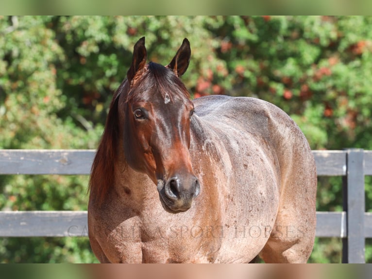 Quarter horse américain Jument 13 Ans 157 cm Roan-Bay in Clover