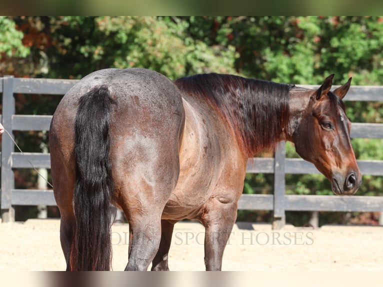 Quarter horse américain Jument 13 Ans 157 cm Roan-Bay in Clover