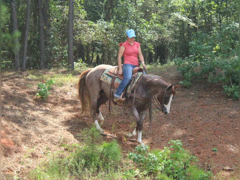 Quarter horse américain Jument 13 Ans 157 cm Rouan Rouge in Rusk TX