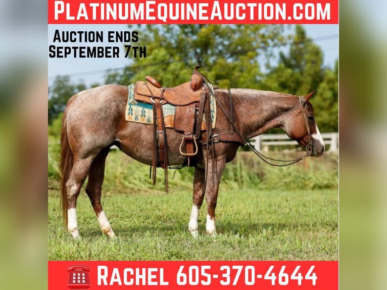 Quarter horse américain Jument 13 Ans 157 cm Rouan Rouge in Rusk TX