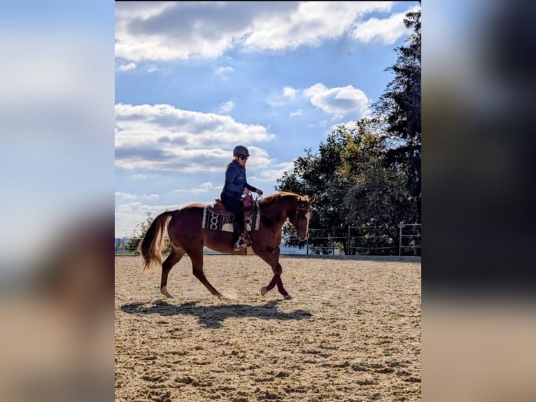 Quarter horse américain Jument 13 Ans 160 cm Alezan in Bad Dürrheim