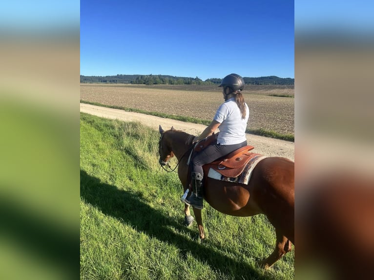 Quarter horse américain Jument 13 Ans 160 cm Alezan in Bad Dürrheim