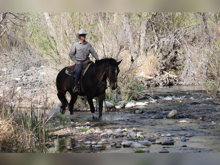 Quarter horse américain Jument 13 Ans 160 cm Bai cerise in Camp Verde AZ