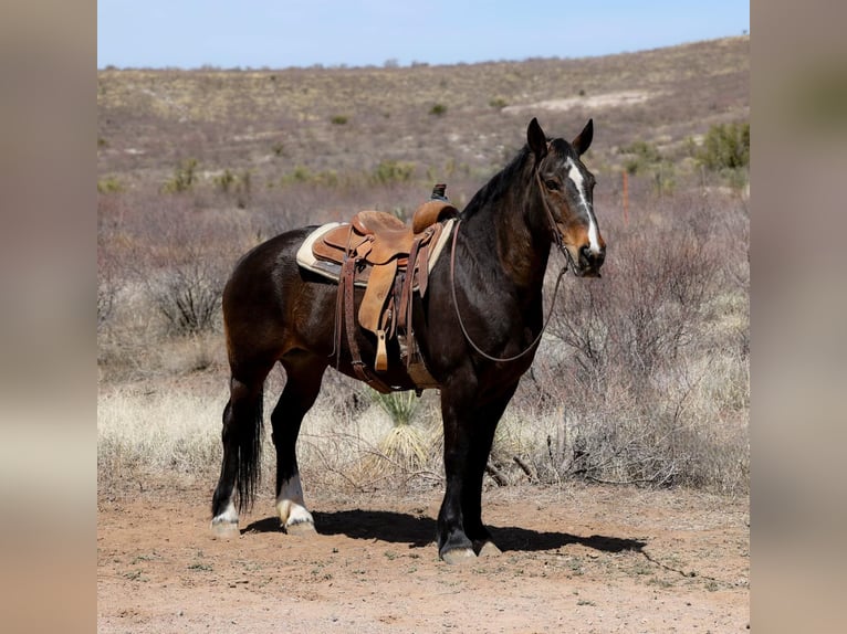 Quarter horse américain Jument 13 Ans 160 cm Bai cerise in Camp Verde AZ