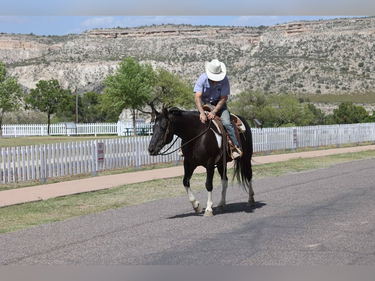 Quarter horse américain Jument 13 Ans Tobiano-toutes couleurs in Camp Verde AZ