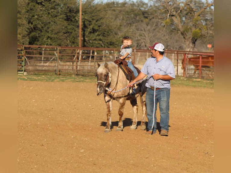 Quarter horse américain Jument 14 Ans 122 cm Bai in Stephenville TX