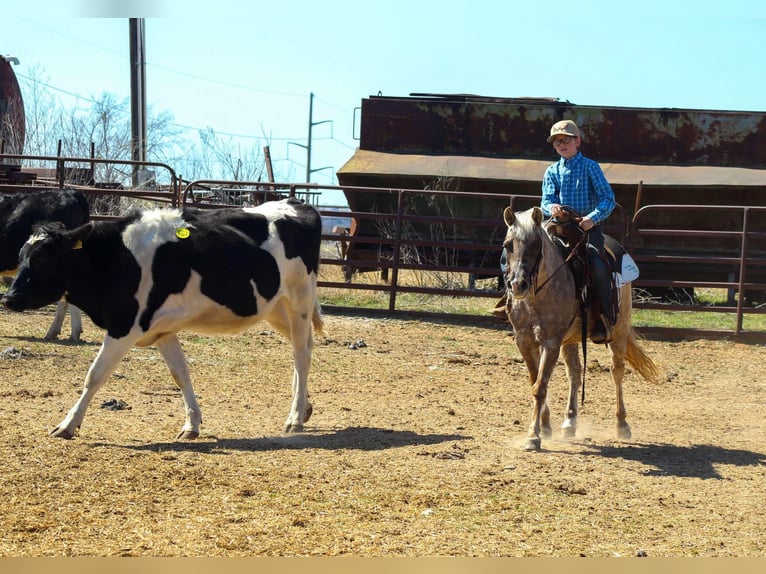 Quarter horse américain Jument 14 Ans 122 cm Bai in Stephenville TX