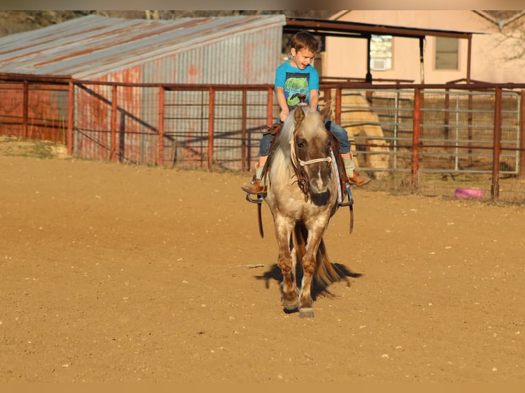 Quarter horse américain Jument 14 Ans 122 cm Bai in Stephenville TX
