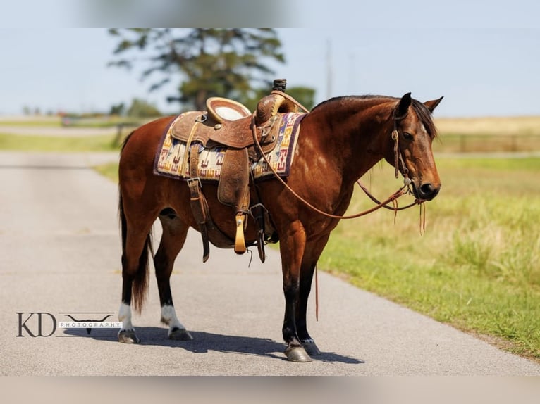 Quarter horse américain Jument 14 Ans 124 cm Bai cerise in Quitman AR