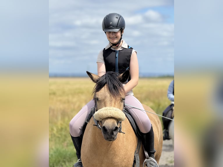 Quarter horse américain Croisé Jument 14 Ans 135 cm Isabelle in Bergheim