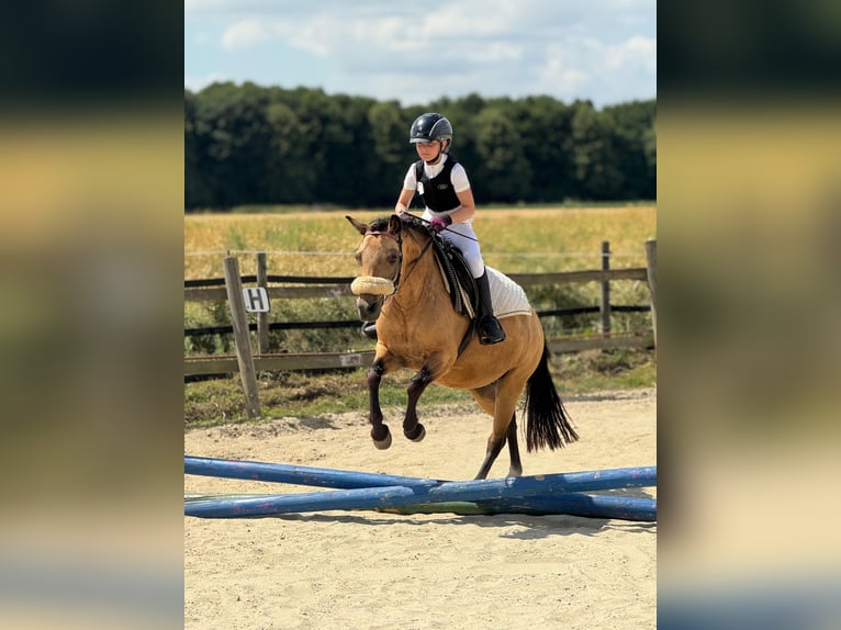 Quarter horse américain Croisé Jument 14 Ans 135 cm Isabelle in Bergheim