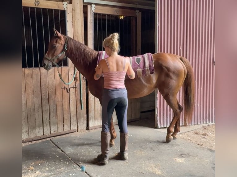 Quarter horse américain Jument 14 Ans 145 cm Alezan brûlé in Granby, CT