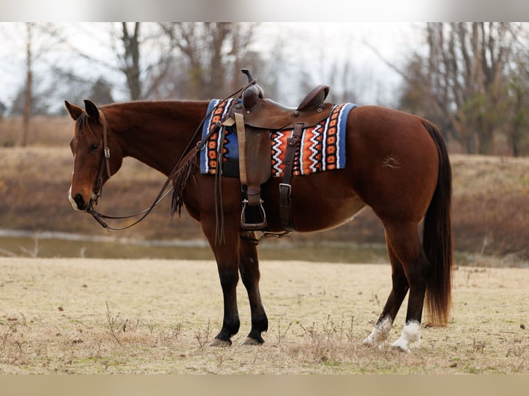 Quarter horse américain Jument 14 Ans 145 cm Bai cerise in Vilonia