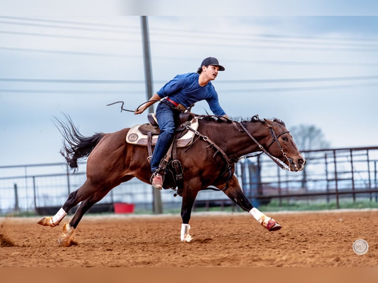 Quarter horse américain Jument 14 Ans 145 cm Bai cerise in Vilonia