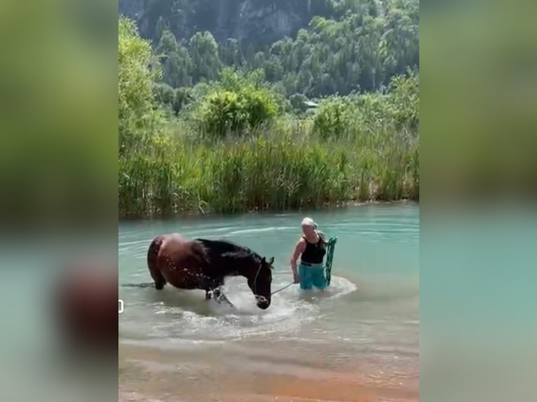 Quarter horse américain Jument 14 Ans 145 cm Roan-Bay in Maurach a. Achensee