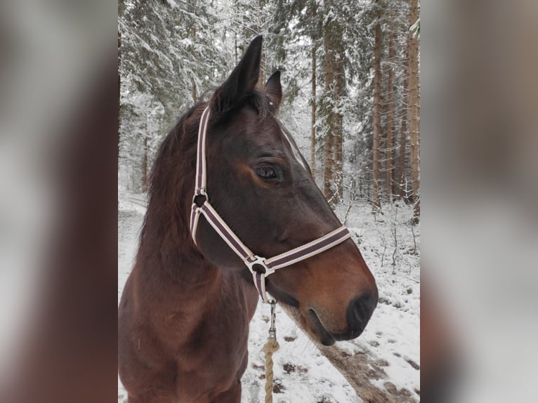 Quarter horse américain Jument 14 Ans 145 cm Roan-Bay in Maurach a. Achensee