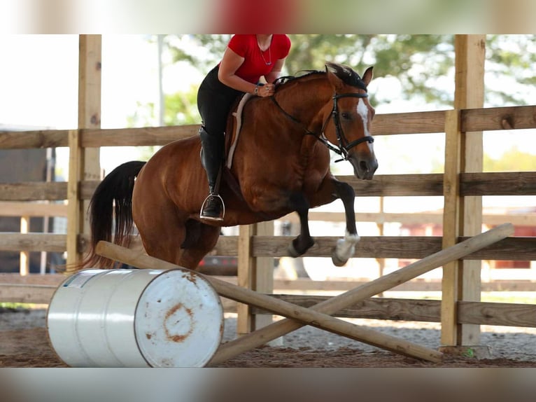Quarter horse américain Jument 14 Ans 147 cm Buckskin in Quitman
