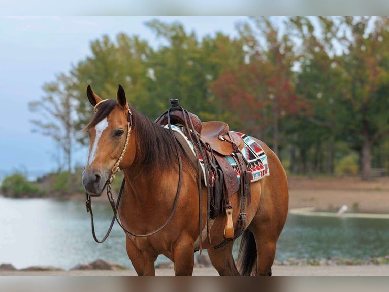 Quarter horse américain Jument 14 Ans 147 cm Buckskin in Quitman