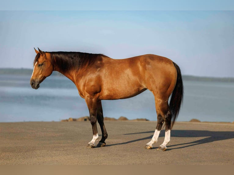 Quarter horse américain Jument 14 Ans 147 cm Buckskin in Quitman