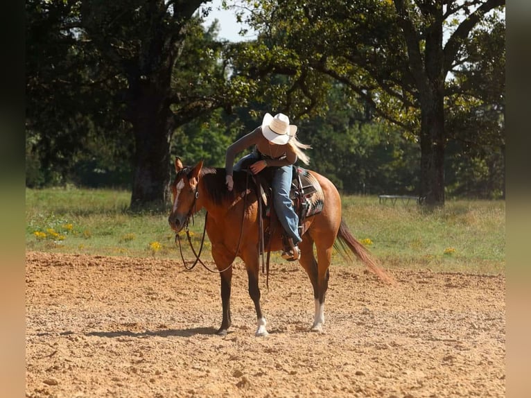 Quarter horse américain Jument 14 Ans 147 cm Buckskin in Quitman