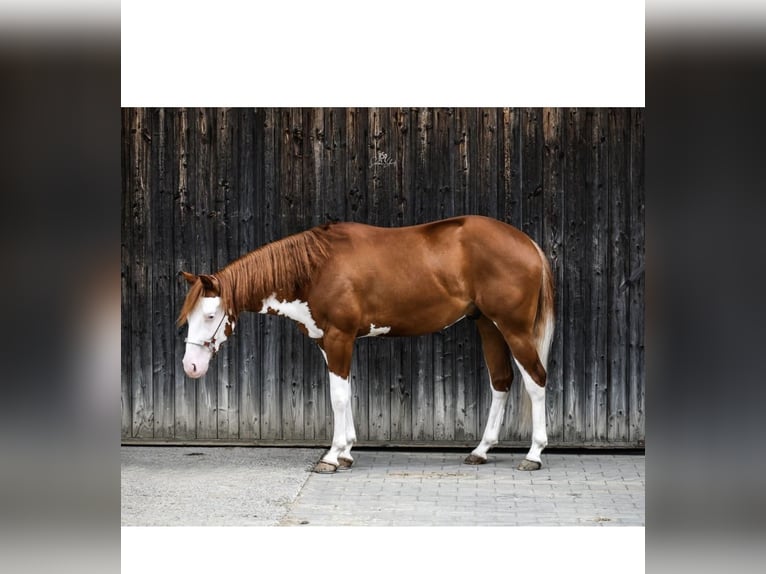 Quarter horse américain Jument 14 Ans 148 cm Palomino in Königswartha