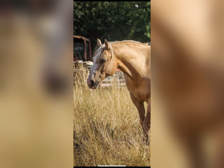 Quarter horse américain Jument 14 Ans 148 cm Palomino in Königswartha