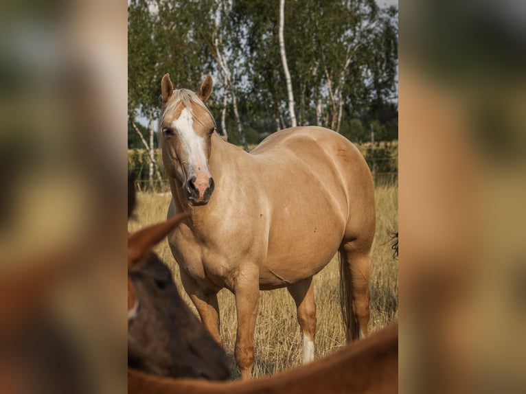 Quarter horse américain Jument 14 Ans 148 cm Palomino in Königswartha