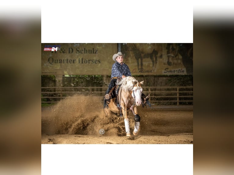 Quarter horse américain Jument 14 Ans 148 cm Palomino in Königswartha
