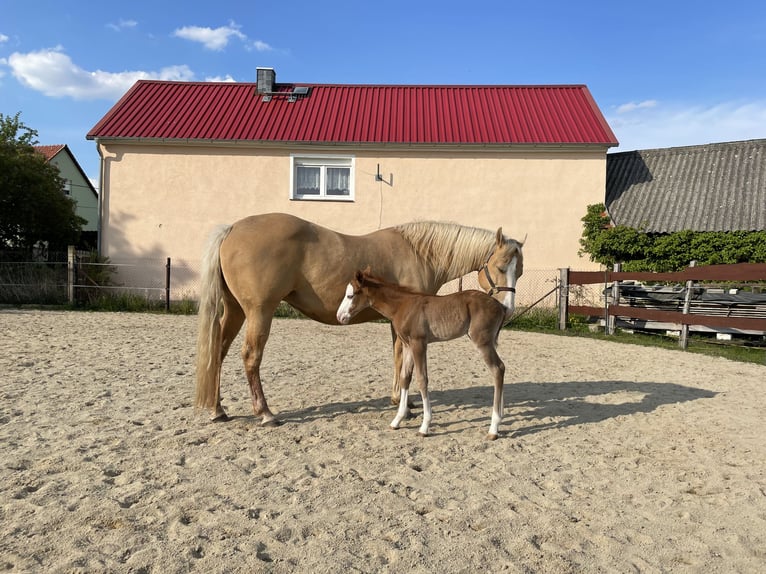 Quarter horse américain Jument 14 Ans 148 cm Palomino in Königswartha