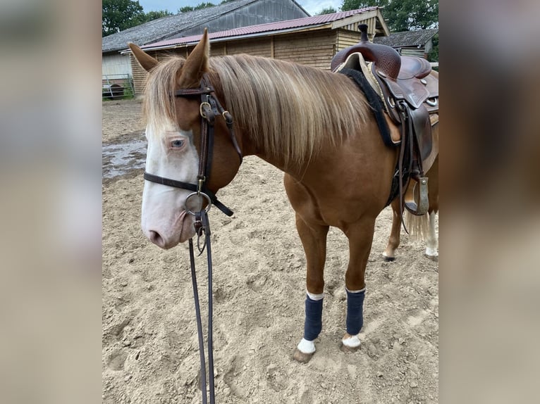 Quarter horse américain Jument 14 Ans 148 cm Palomino in Königswartha