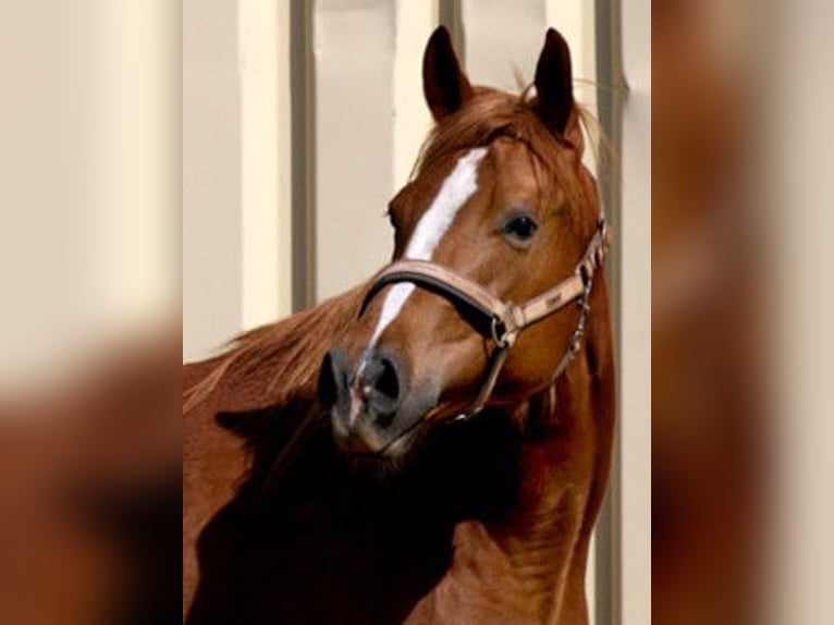 Quarter horse américain Jument 14 Ans 149 cm Alezan in Bergen