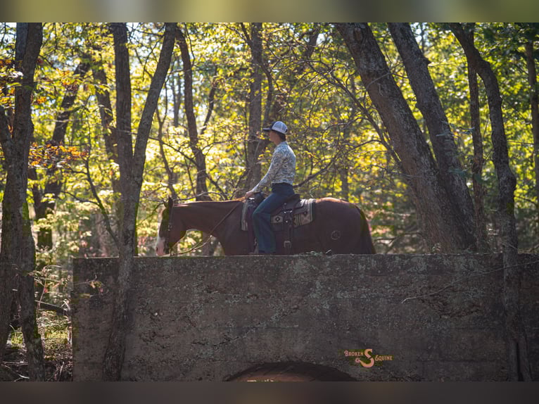 Quarter horse américain Jument 14 Ans 150 cm Alezan cuivré in Bogard