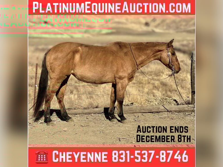 Quarter horse américain Jument 14 Ans 150 cm Isabelle in Bitterwater CA